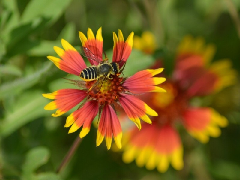 Growing Pollinator Friendly Habitats